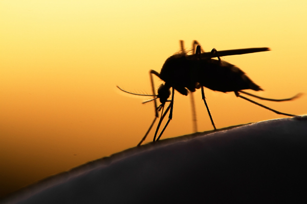 Malaria Fighting Drones