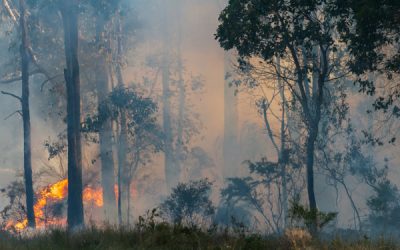Bushfire Season: Are Firefighting Drones The Answer?