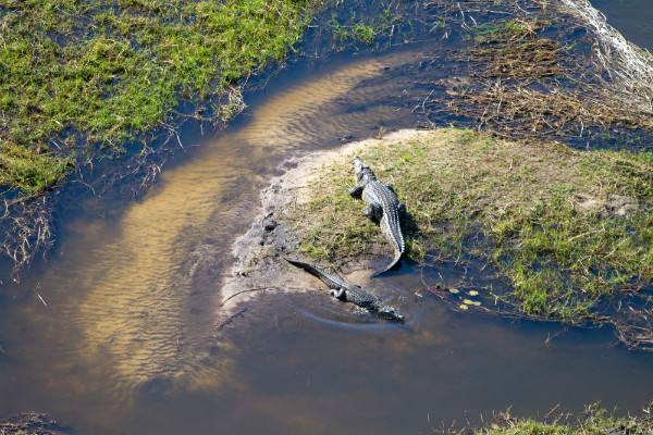 Crocodile Spotting Drones